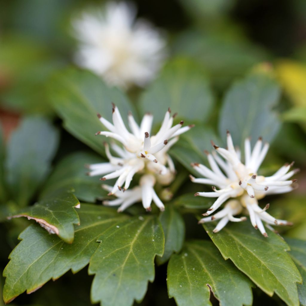 Pachysandra terminalis Green Carpet