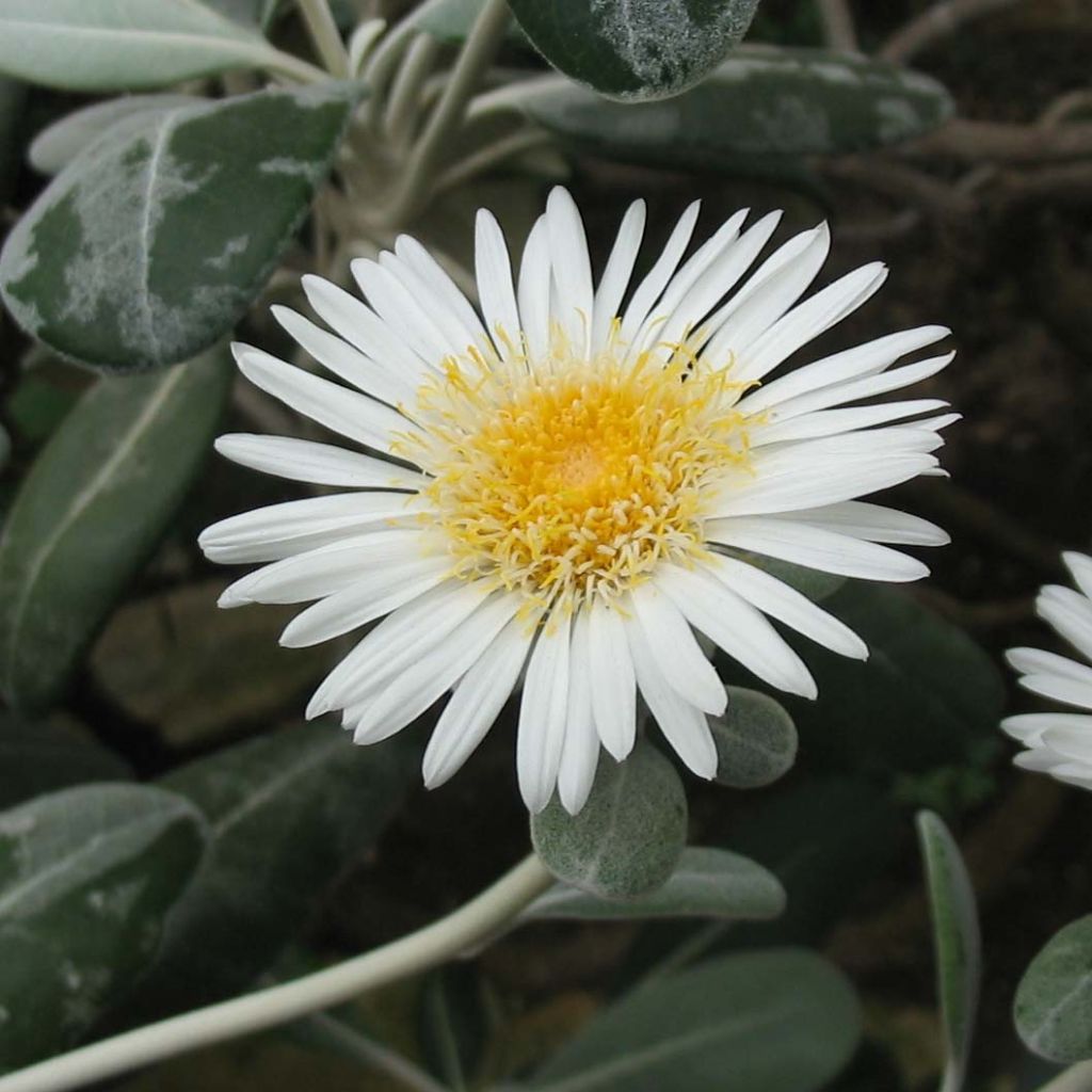 Pachystégia insignis Daizea - Marguerite de Nouvelle-Zélande.