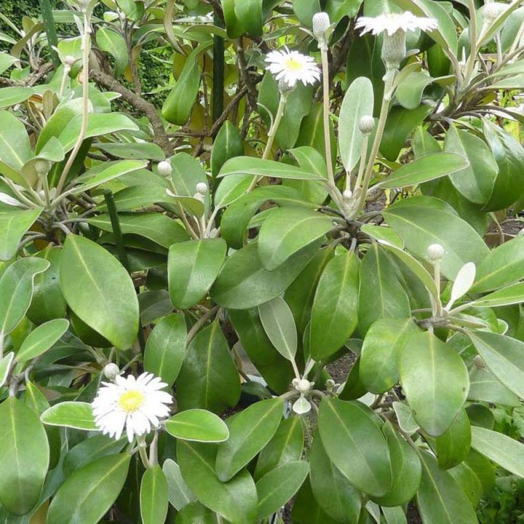 Pachystégia insignis Daizea - Marguerite de Nouvelle-Zélande.