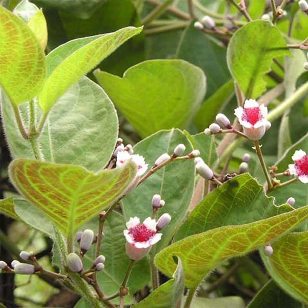 Paederia lanuginosa - Plante fromage