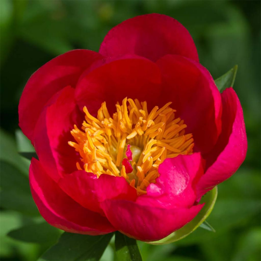 Pivoine Flame