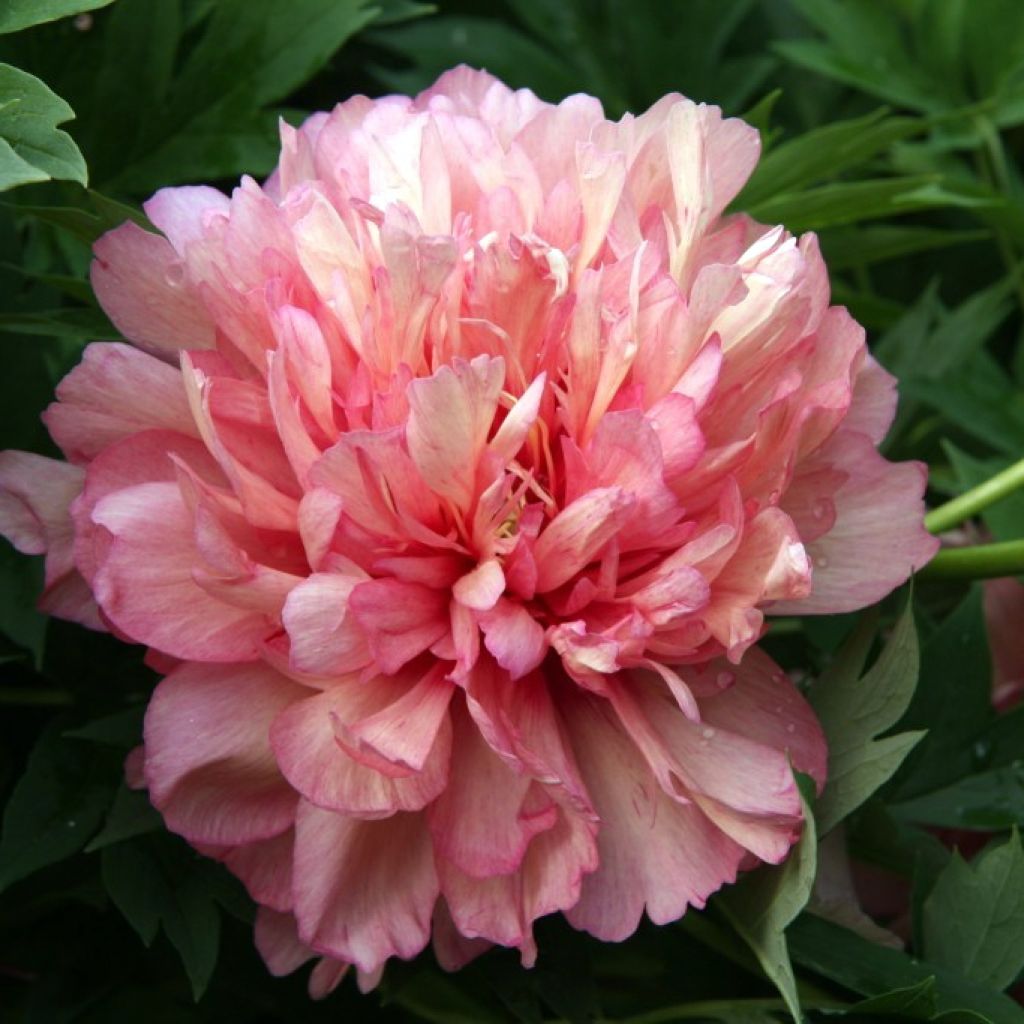 Paeonia 'Itoh Hillary' - souche de 3 à 5 yeux