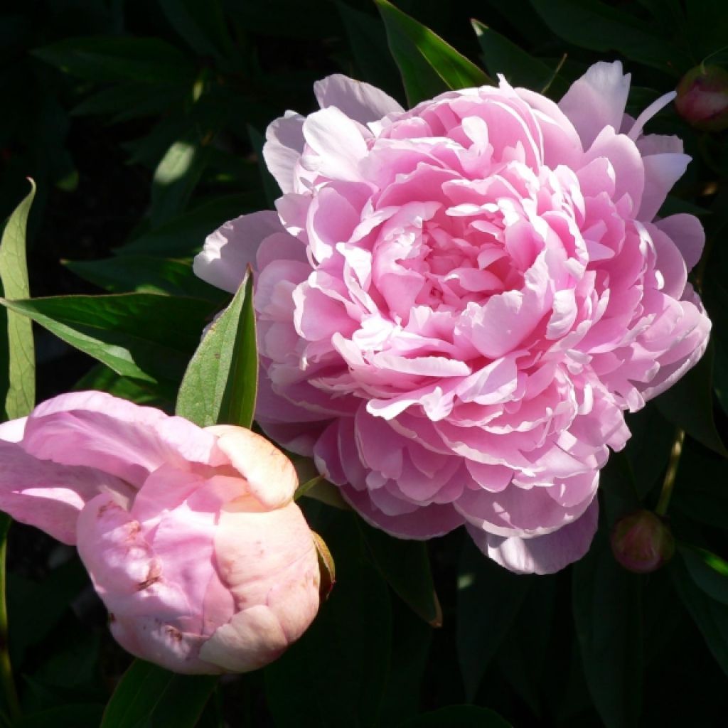 Peonia erbacea Sarah Bernhardt