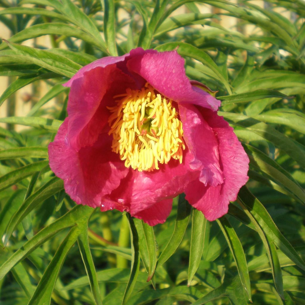 Paeonia anomala