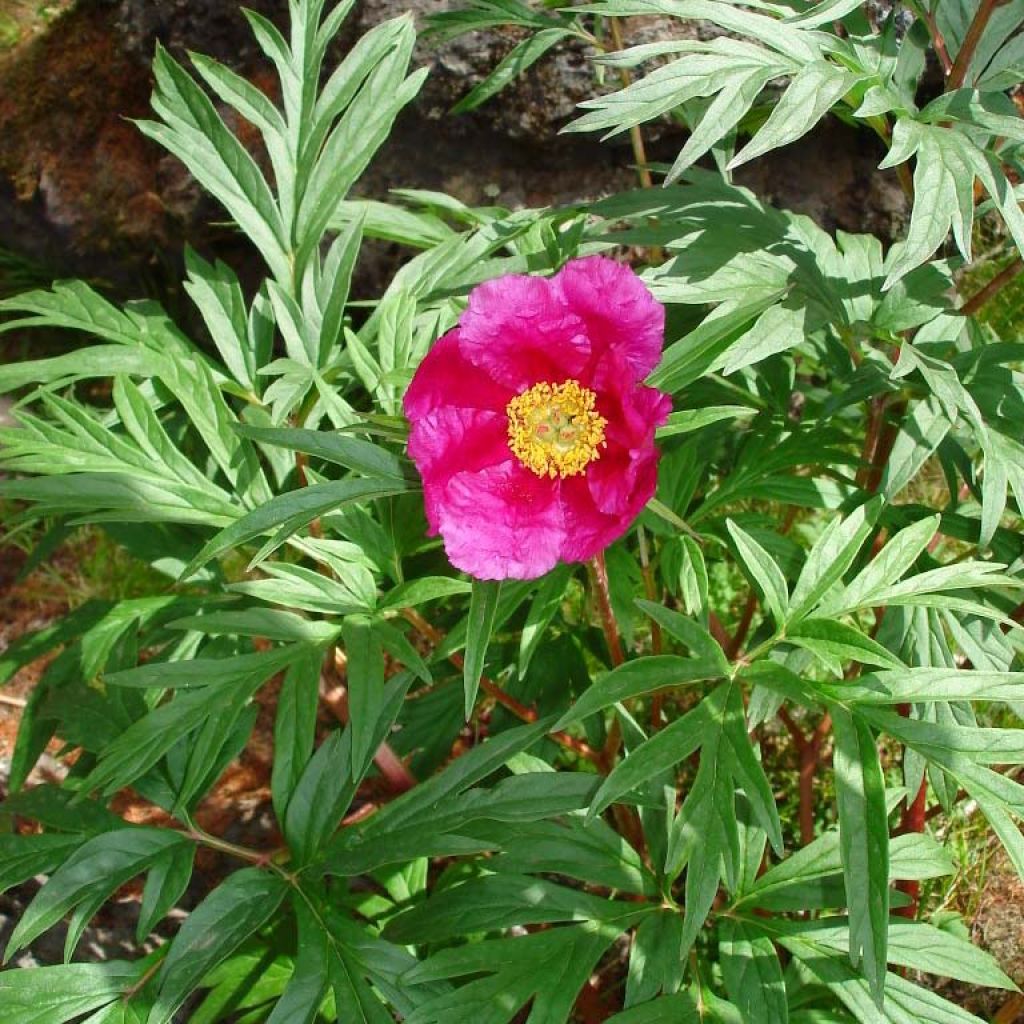 Paeonia anomala