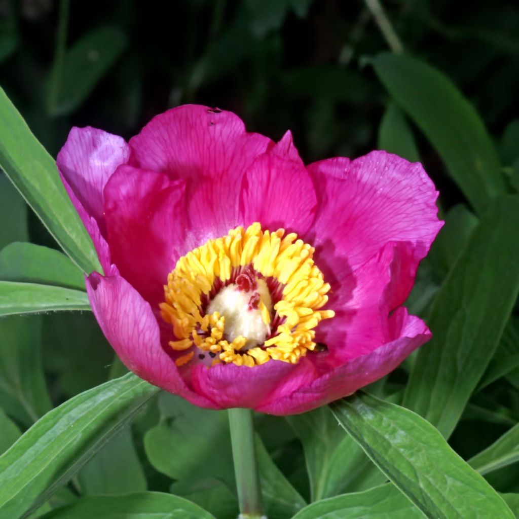 Paeonia humilis - Peonia erbacea