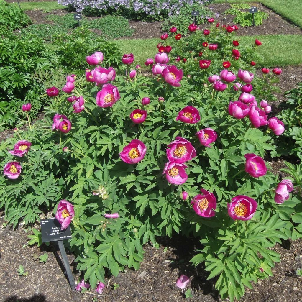 Paeonia humilis - Peonia erbacea