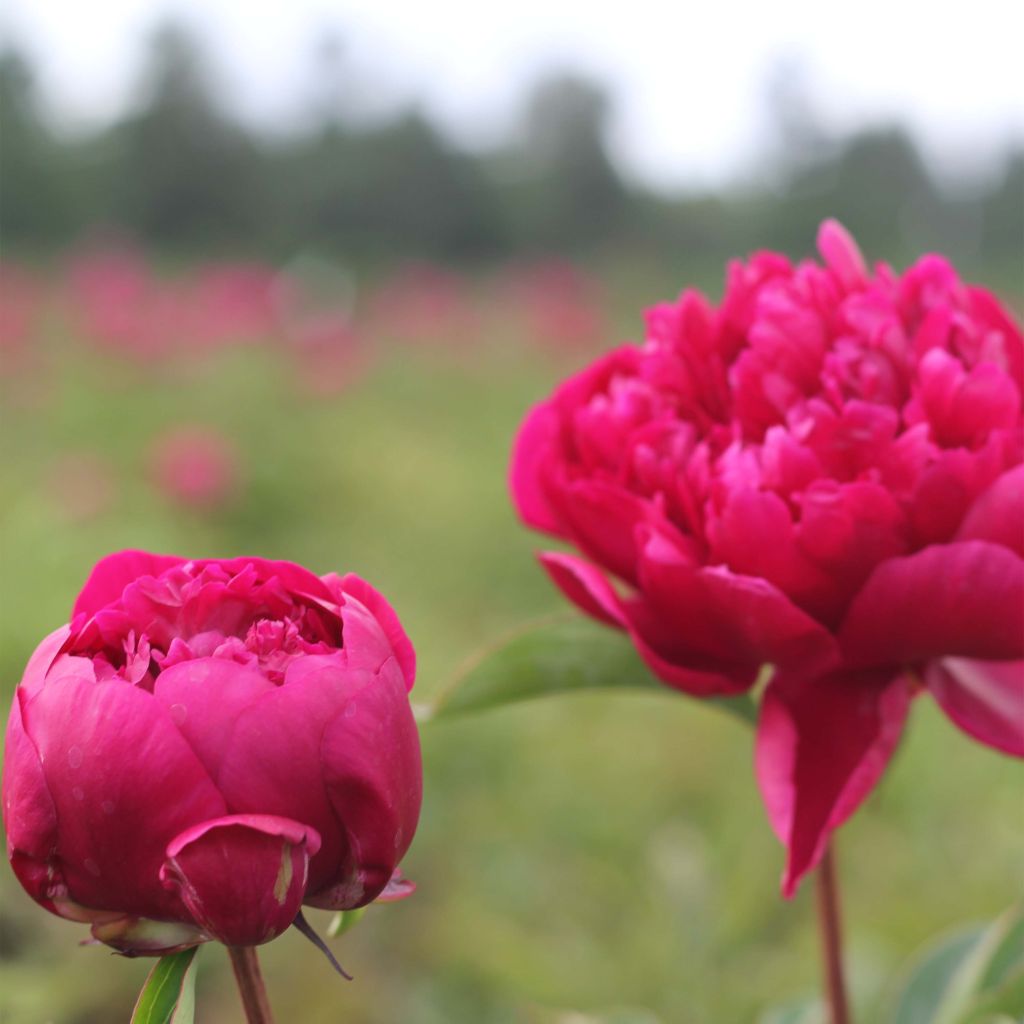 Peonia erbacea Adolphe Rousseau