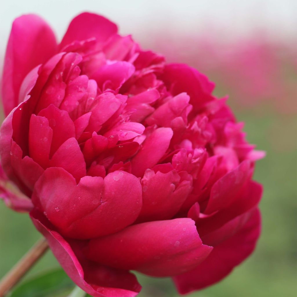 Peonia erbacea Adolphe Rousseau