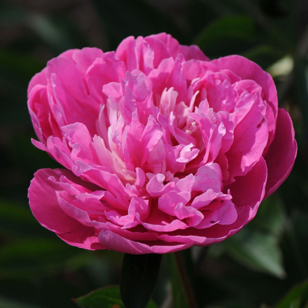 Peonia erbacea Amabilis