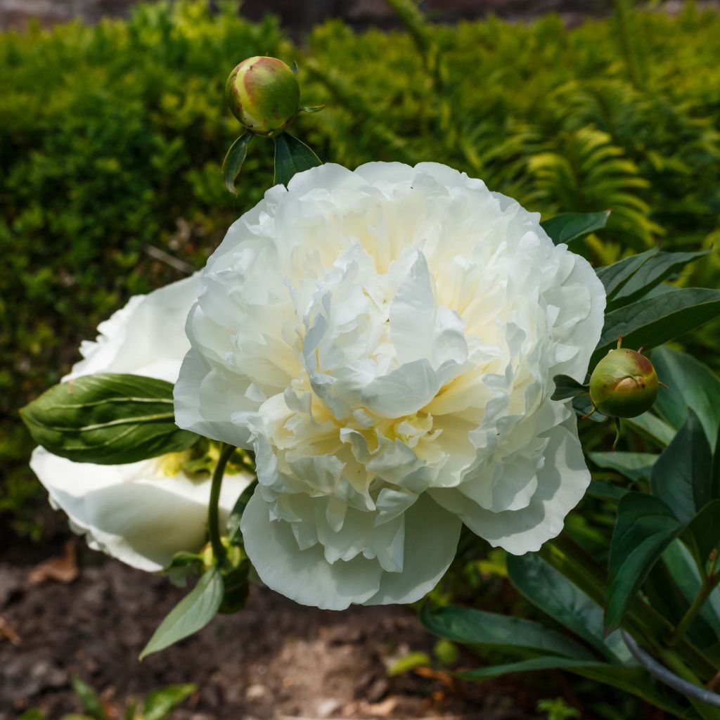 Peonia erbacea Duchesse de Nemours