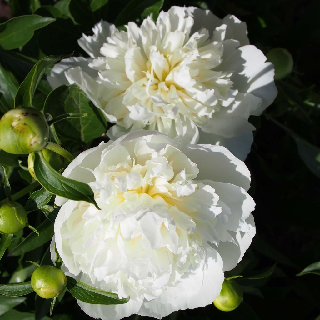 Peonia erbacea Duchesse de Nemours