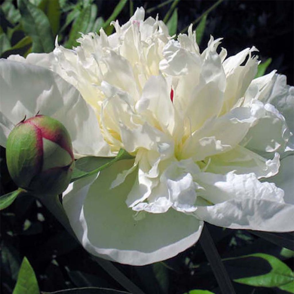 Pivoine lactiflora Immaculée