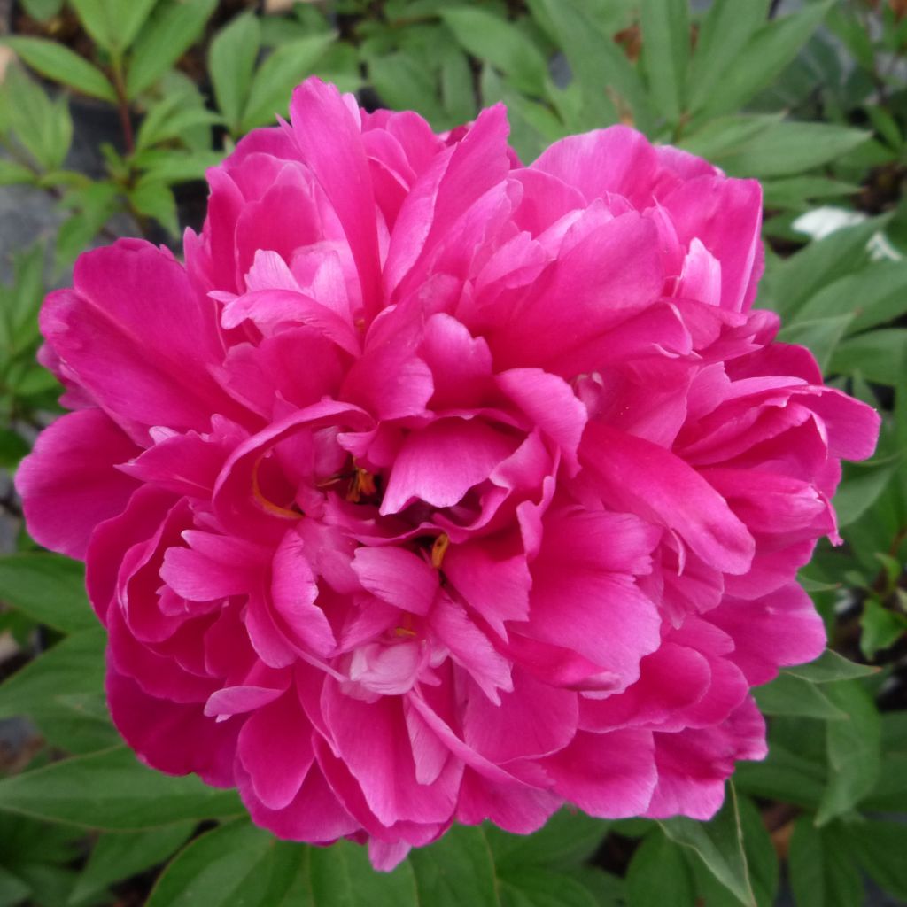 Peonia erbacea Karl Rosenfield