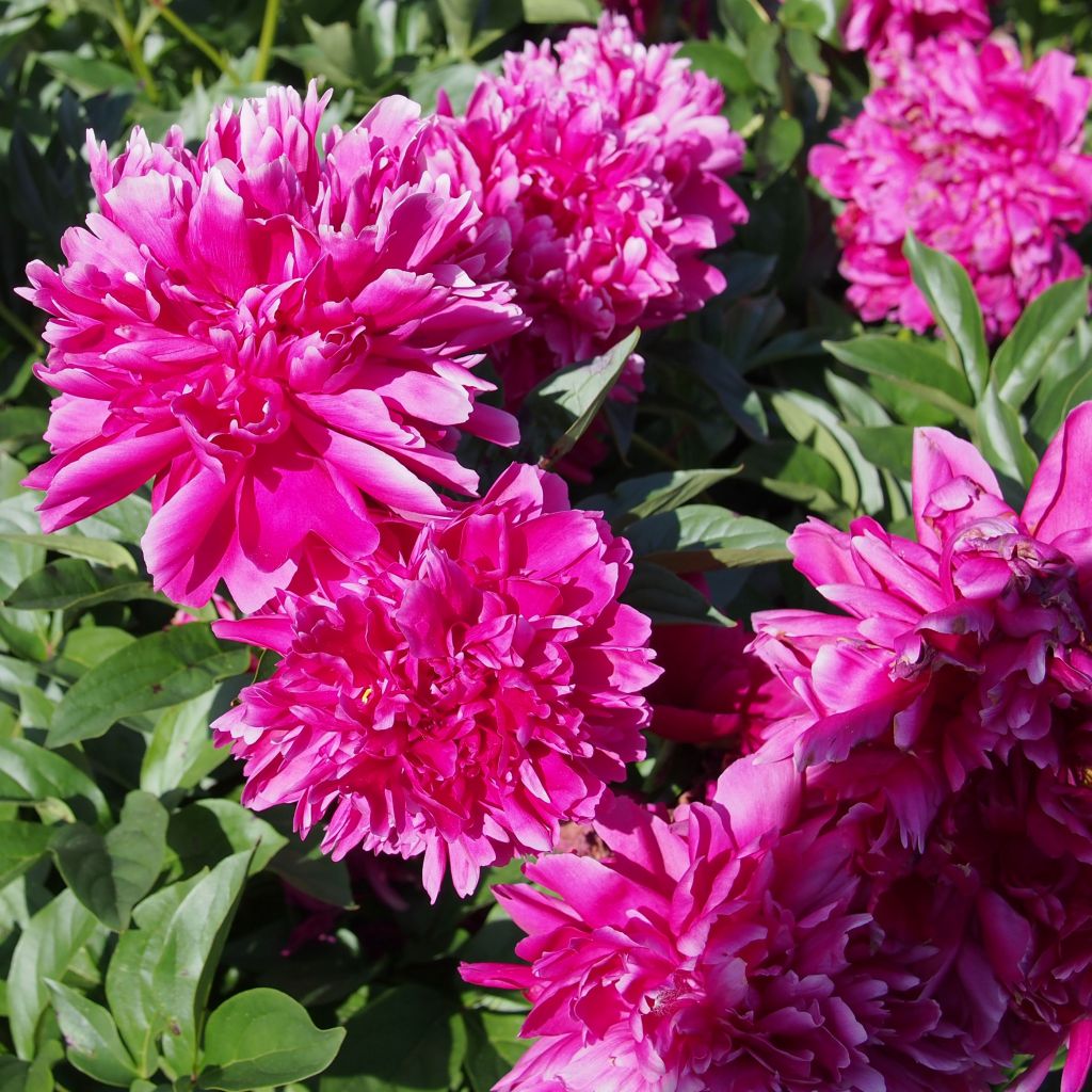 Peonia erbacea Karl Rosenfield