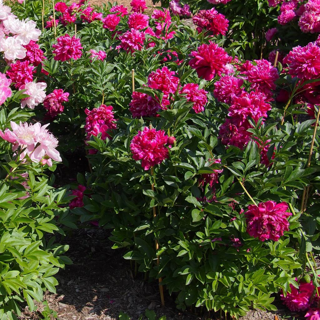 Peonia erbacea Karl Rosenfield