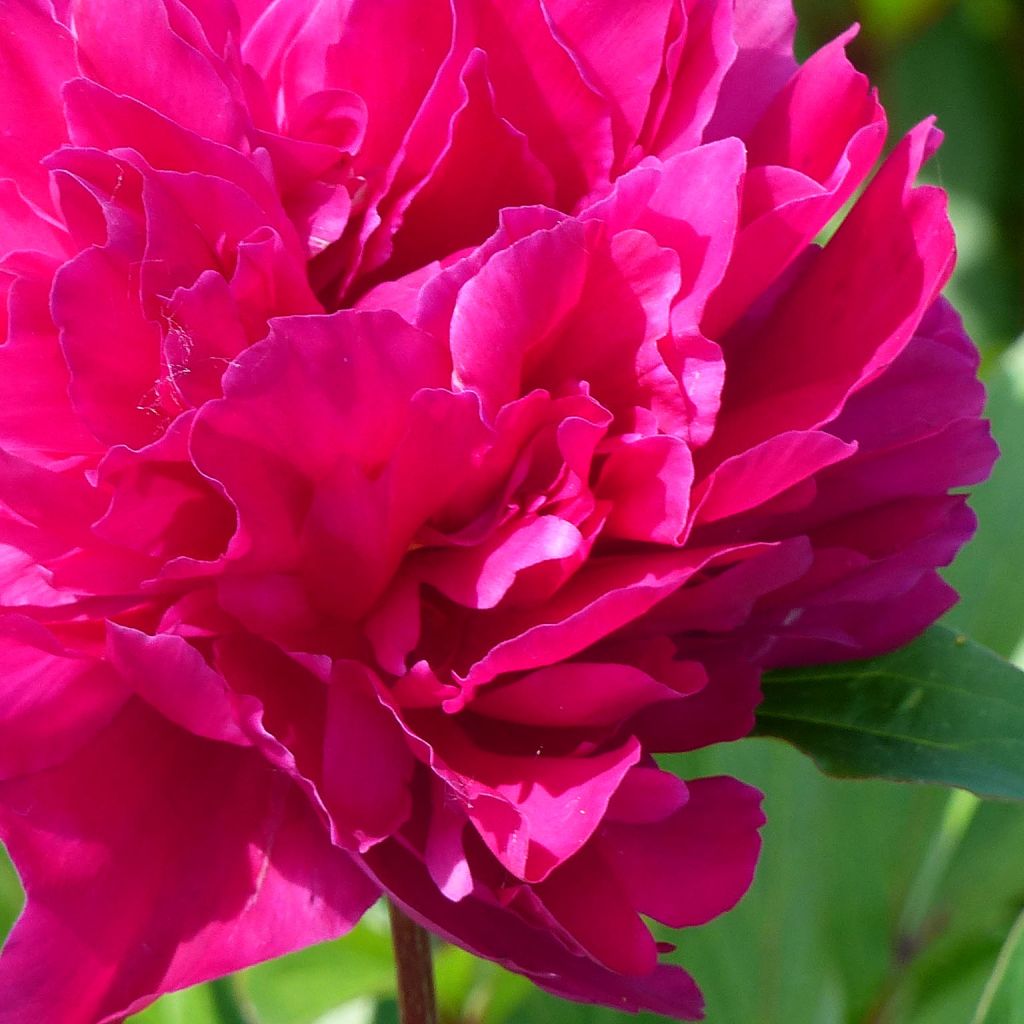 Peonia erbacea Karl Rosenfield