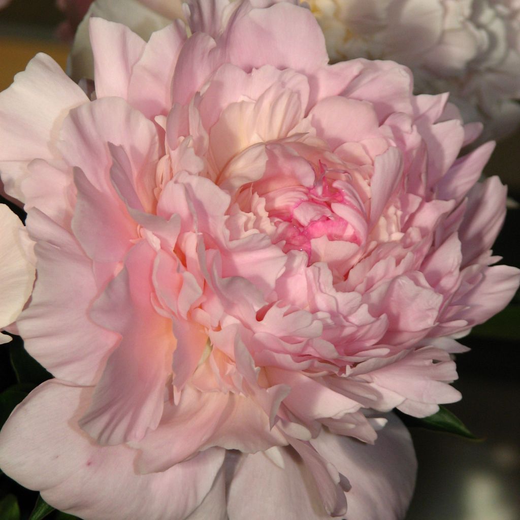 Peonia erbacea Madame Calot