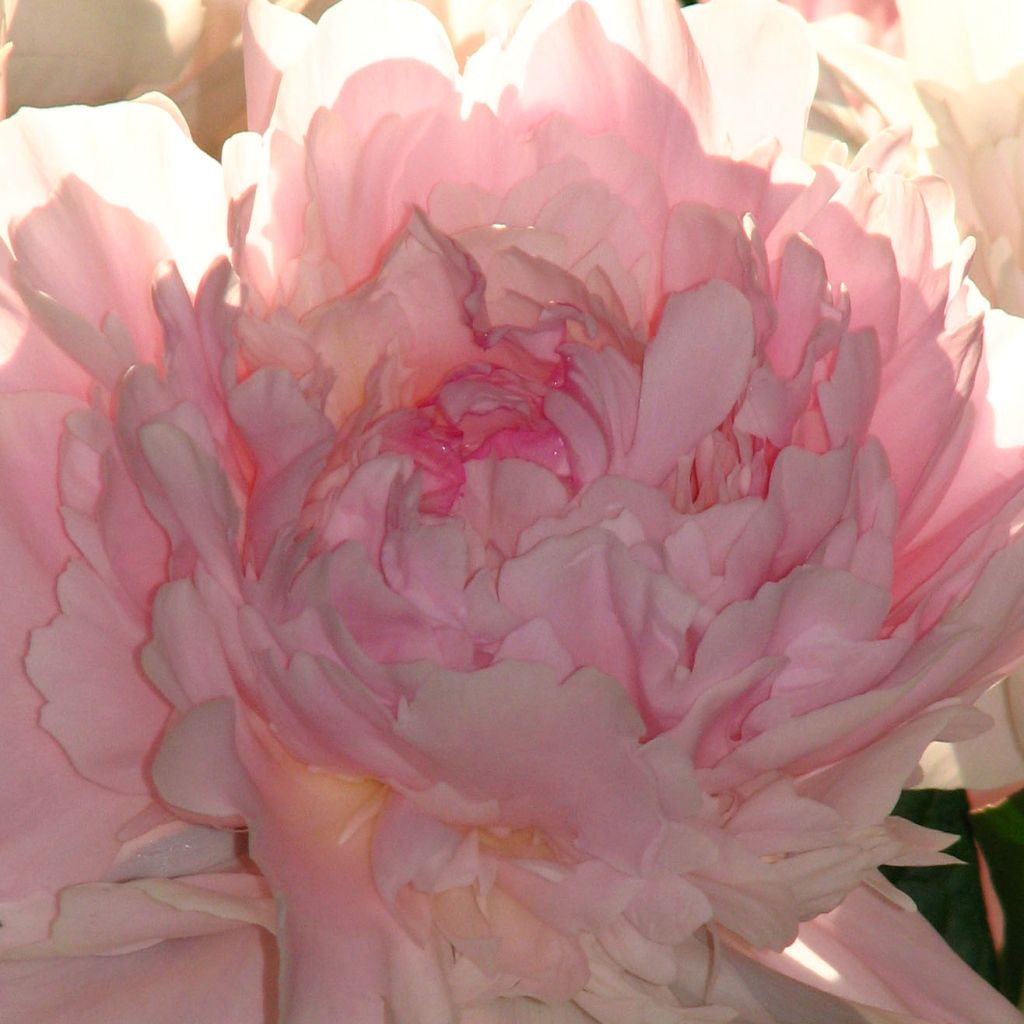 Peonia erbacea Madame Calot