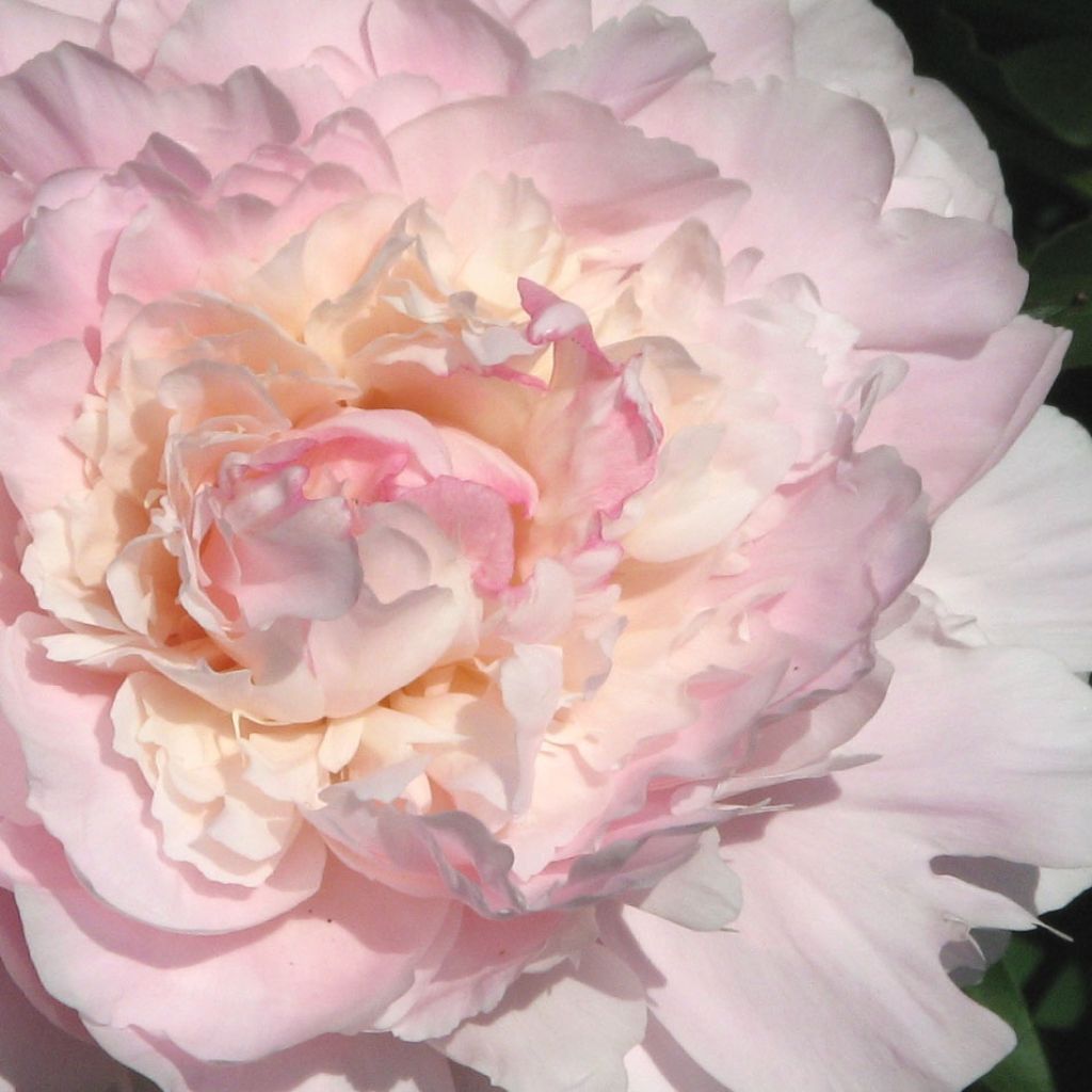 Peonia erbacea Madame Calot