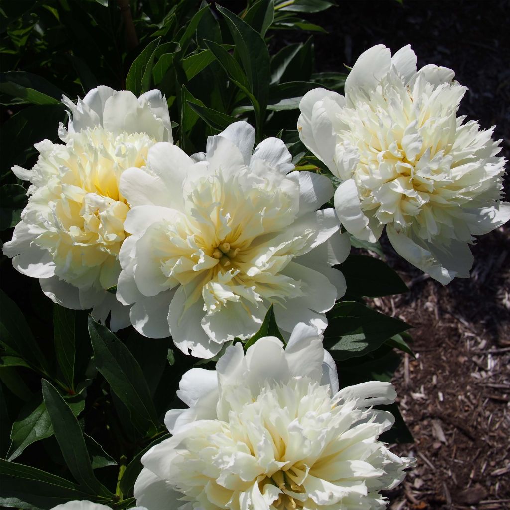 Pivoine lactiflora Primevère 