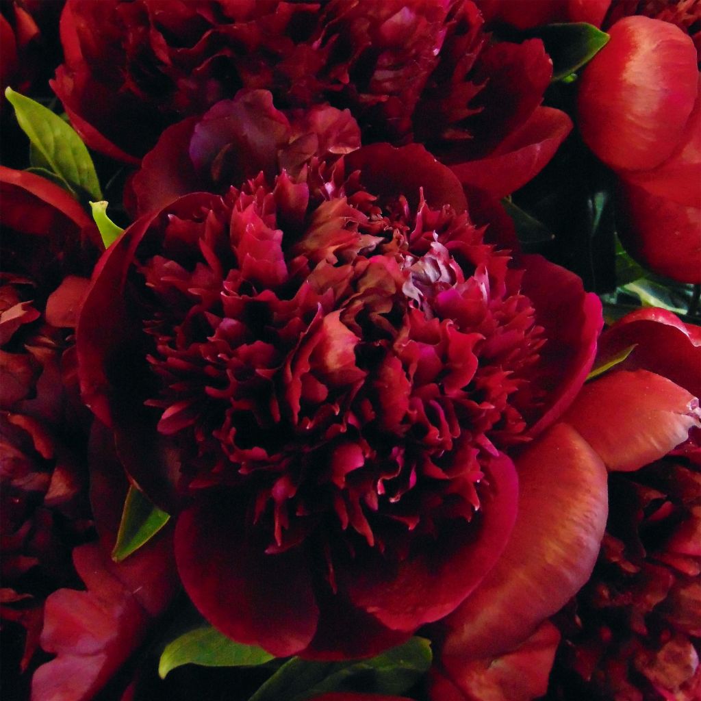 Peonia erbacea Red Charm