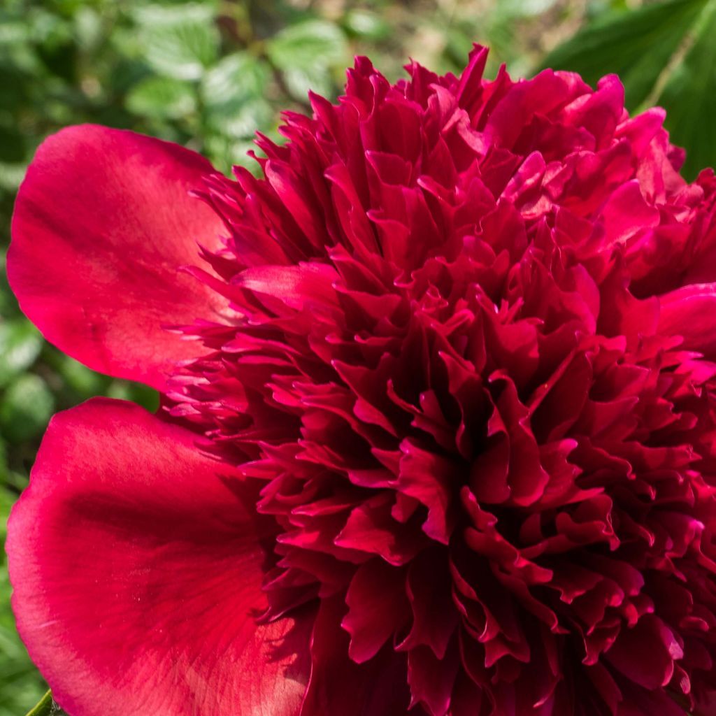 Peonia erbacea Red Charm