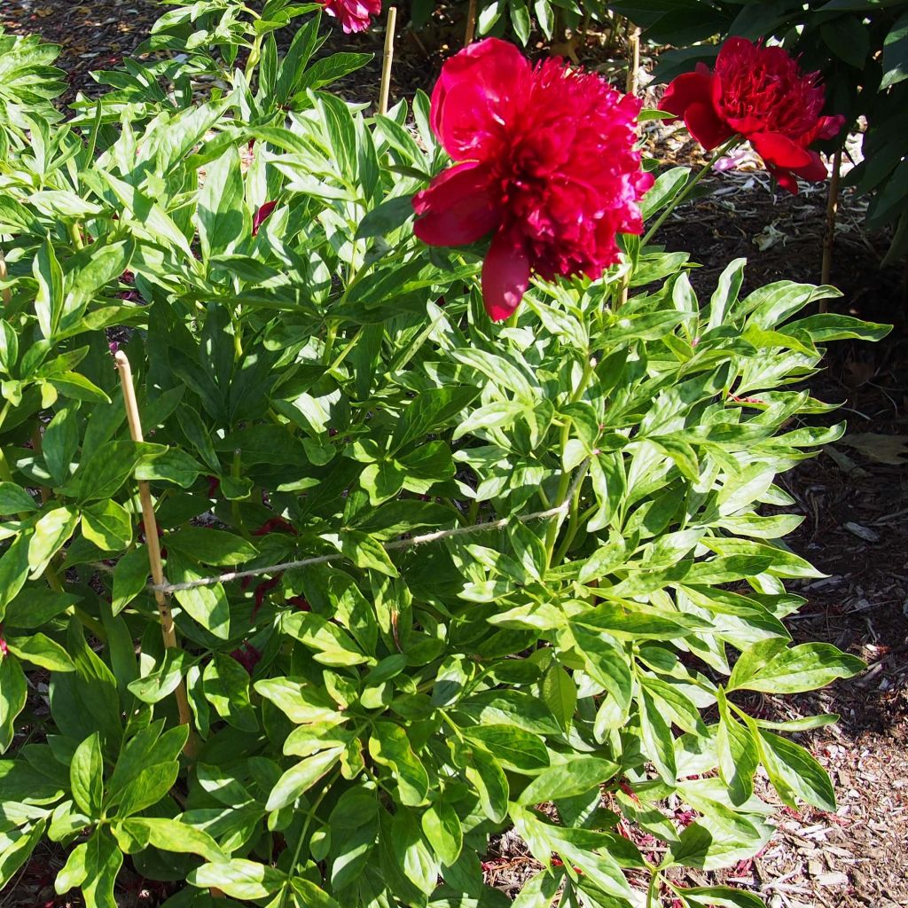 Peonia erbacea Red Charm