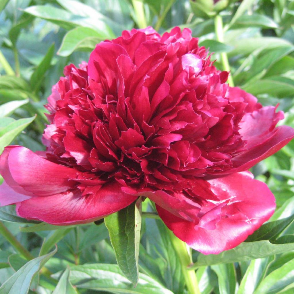 Peonia erbacea Red Charm