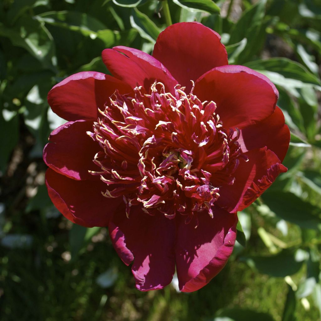 Peonia erbacea Red Charm