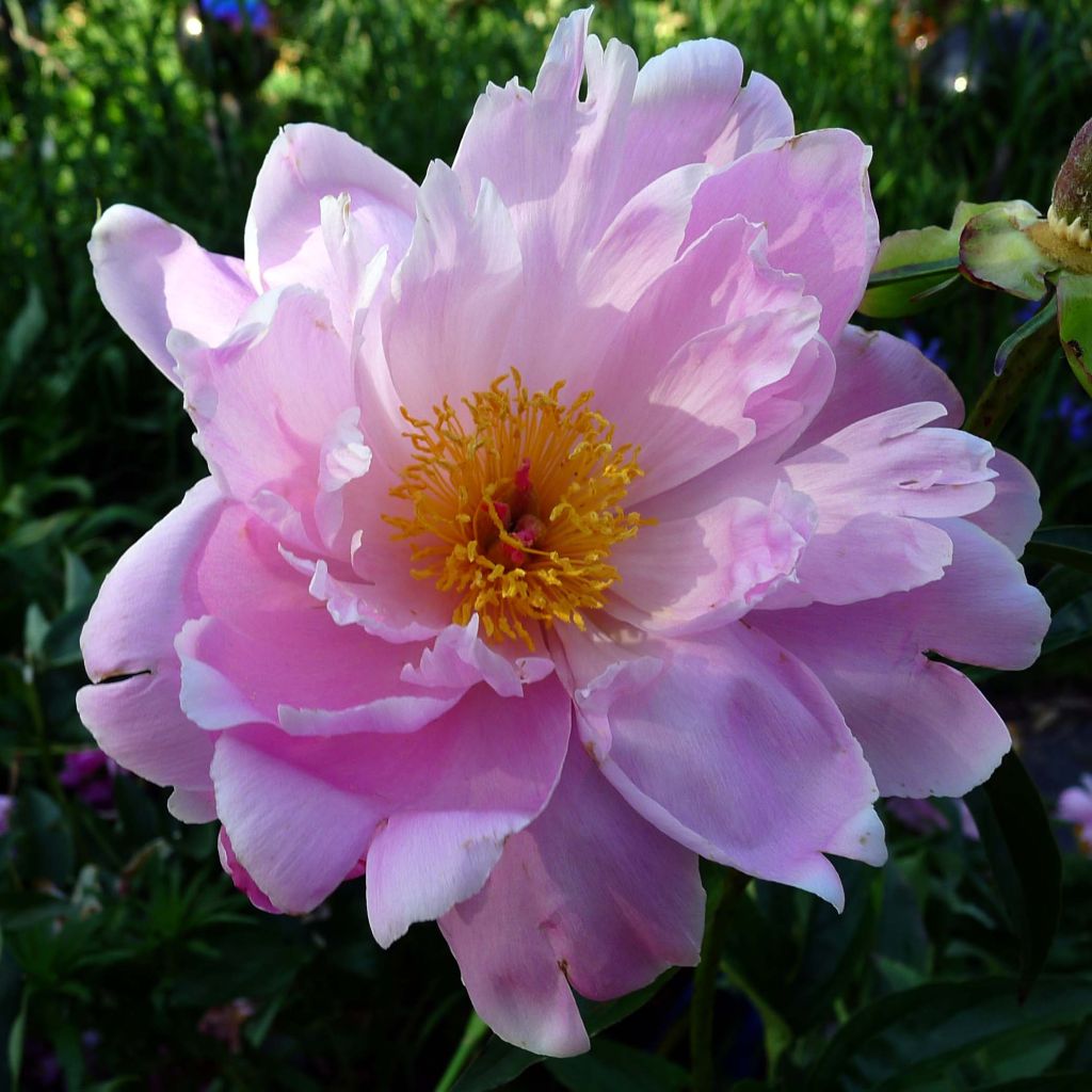 Peonia erbacea Sea Shell