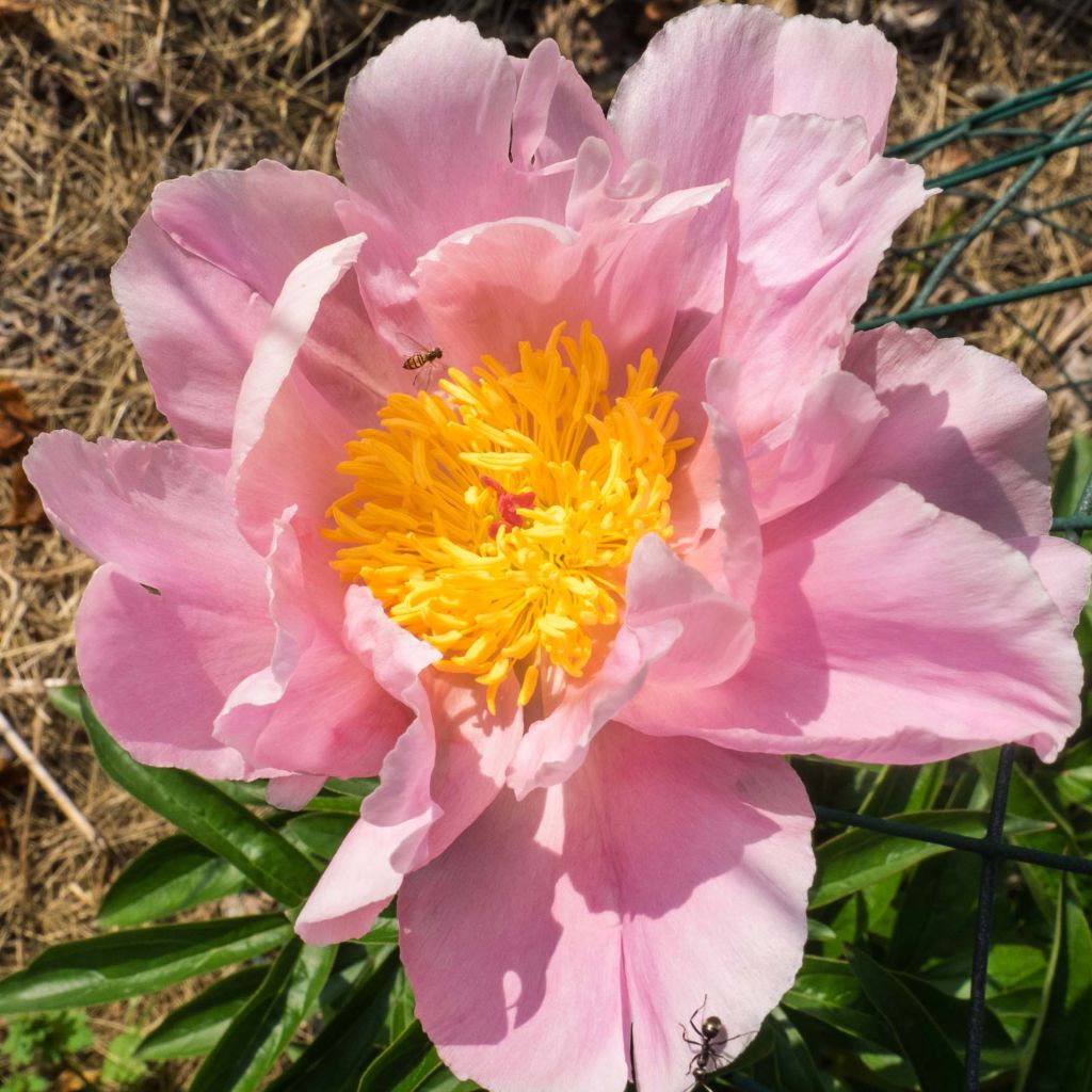 Peonia erbacea Sea Shell