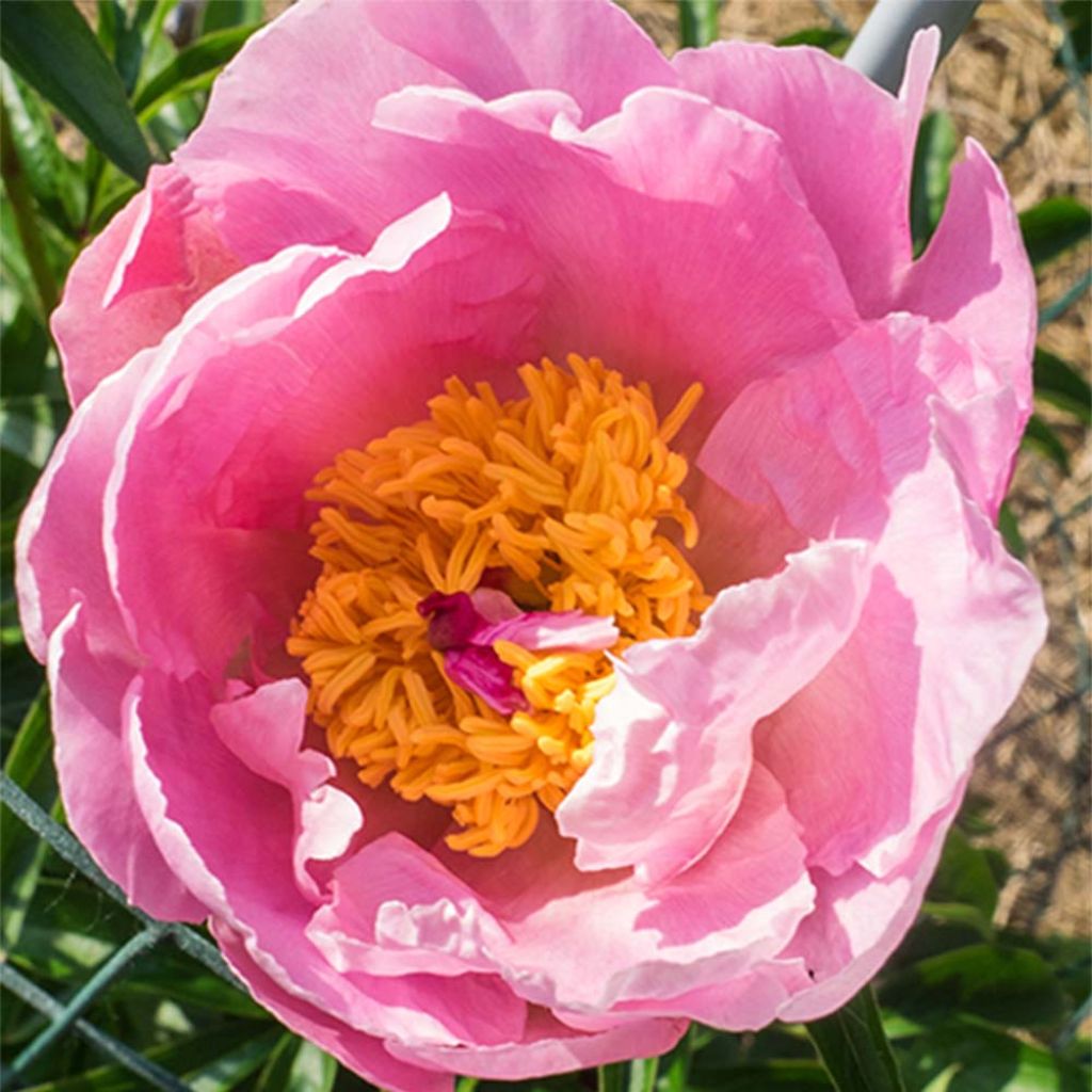 Peonia erbacea Sea Shell