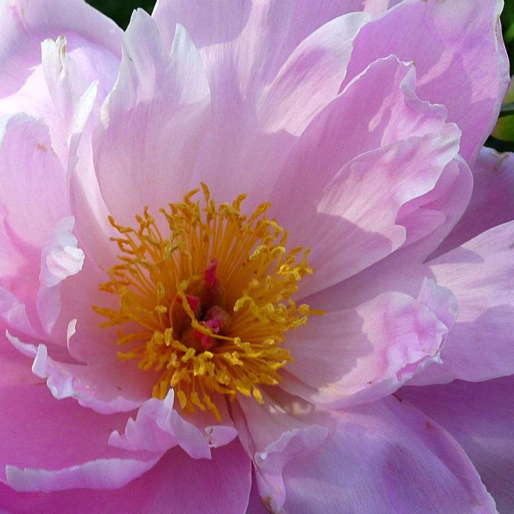 Peonia erbacea Sea Shell