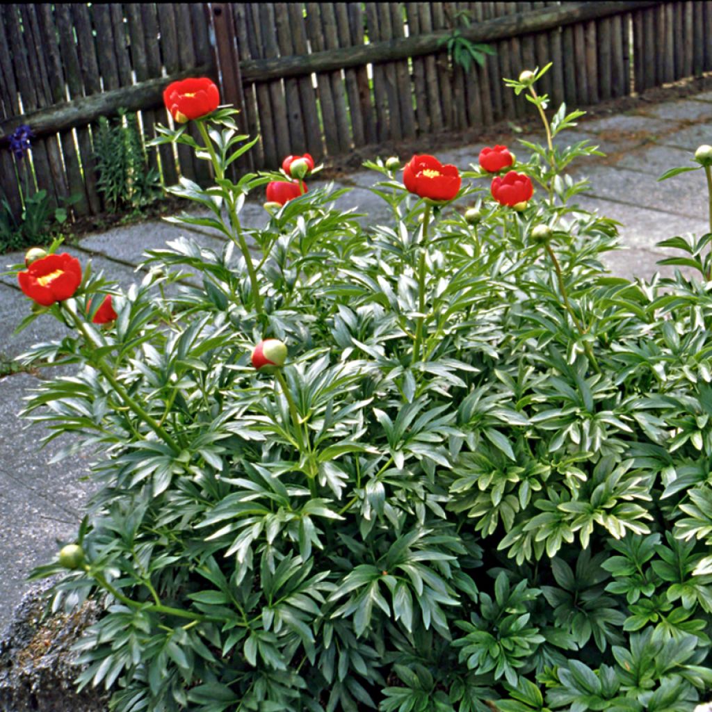 Paeonia peregrina