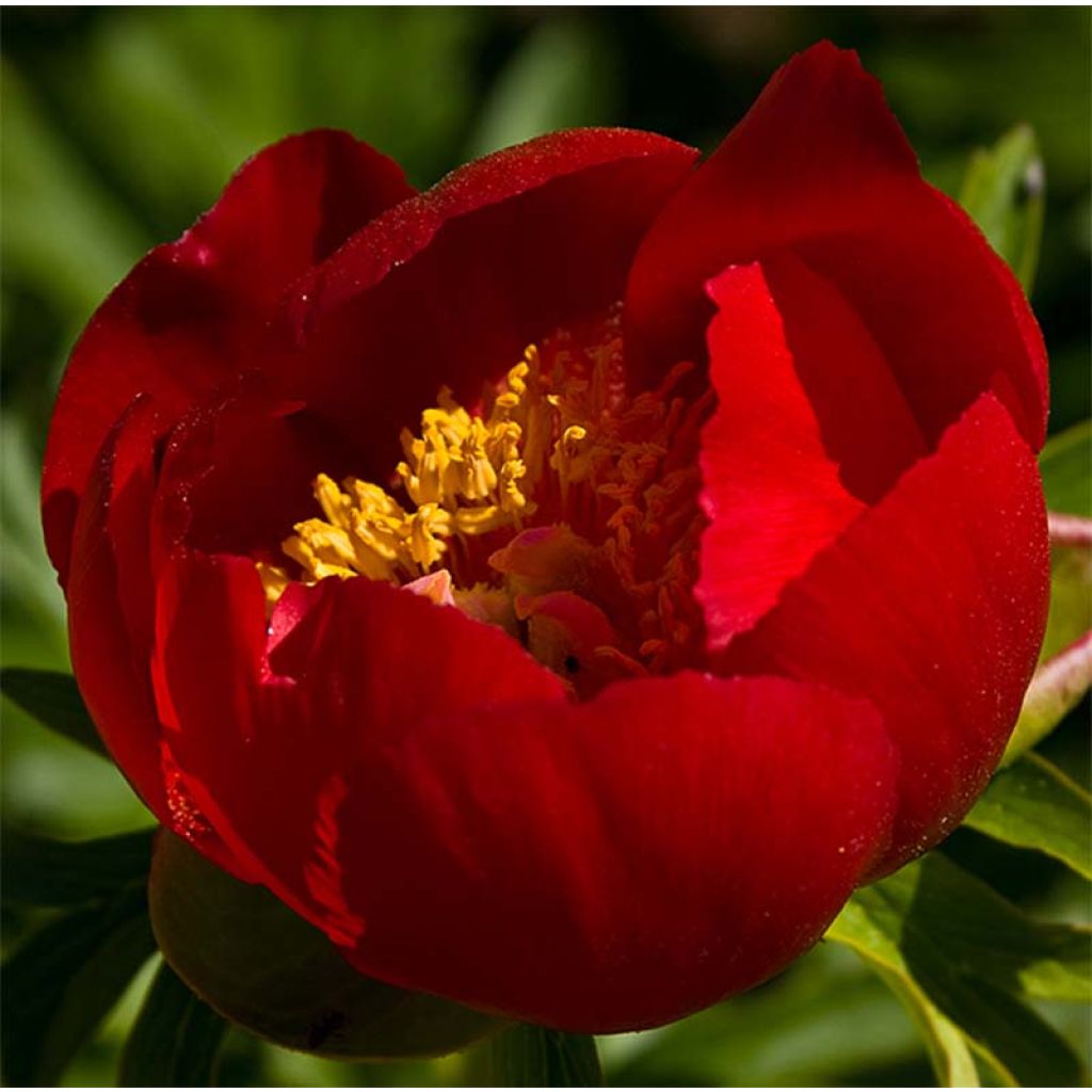 Paeonia peregrina