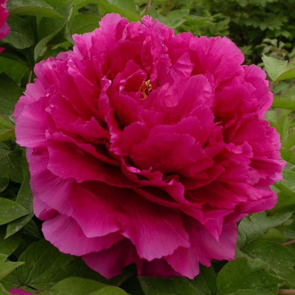 Pivoine arbustive 16 Wu Long Peng Sheng - Paeonia suffruticosa