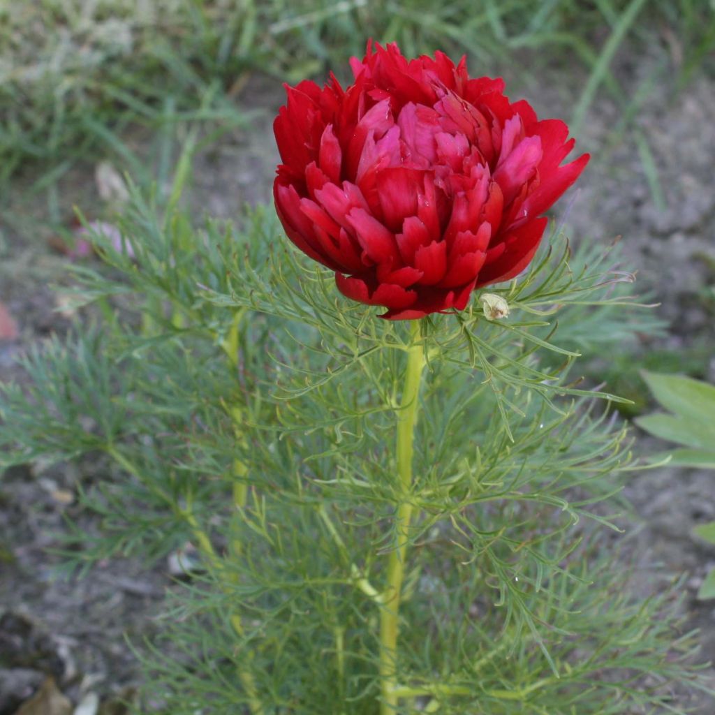 Paeonia tenuifolia Plena - Peonia erbacea