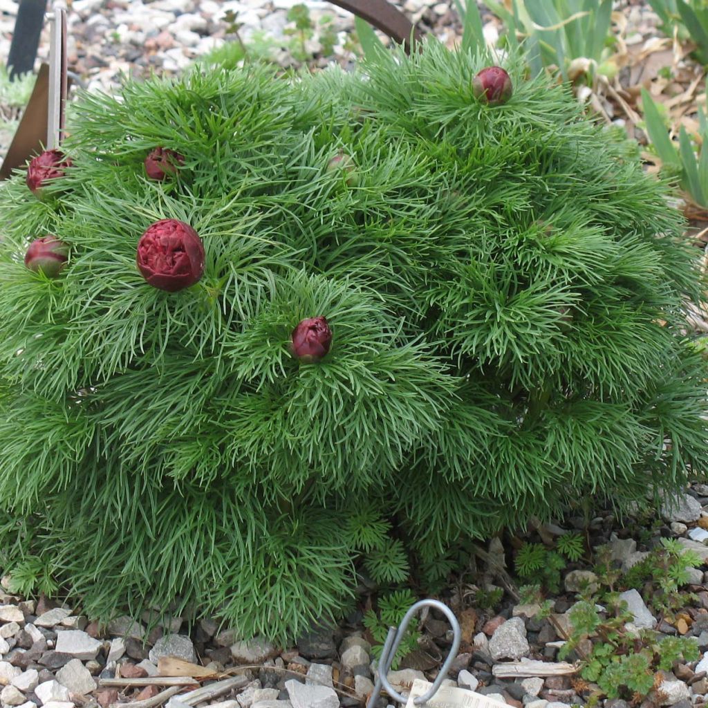 Paeonia tenuifolia Plena - Peonia erbacea