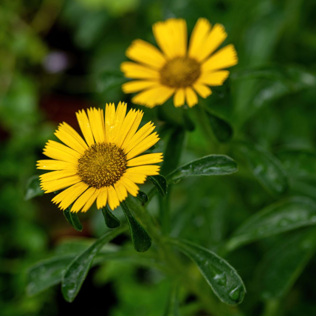 Pallenis maritima Aurelia Gold - Asterisco marittimo