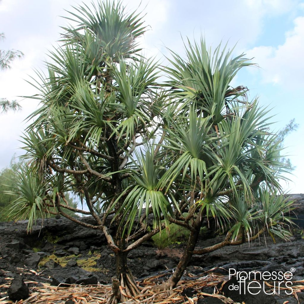 Pandanus utilis - Vacoa