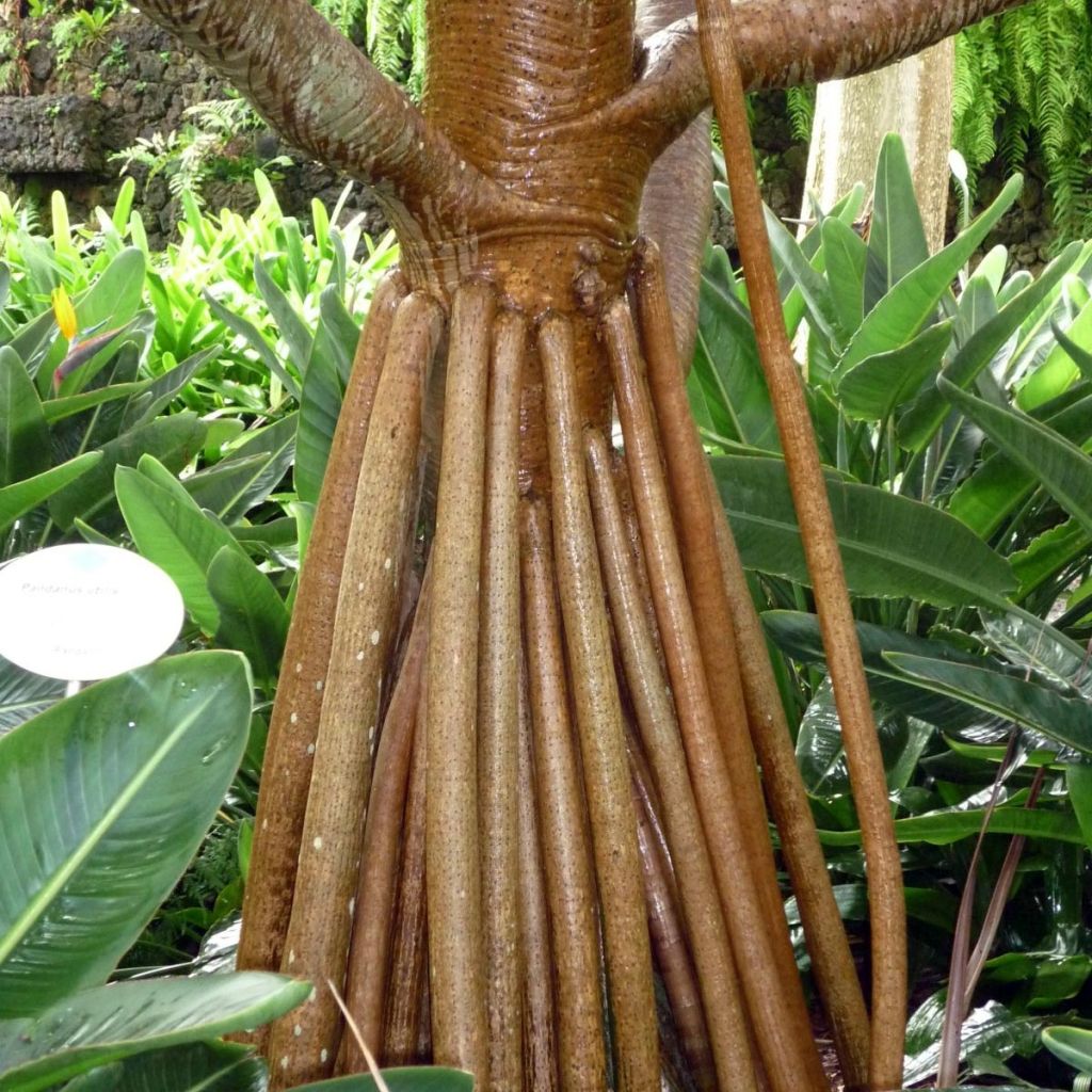 Pandanus utilis - Vacoa