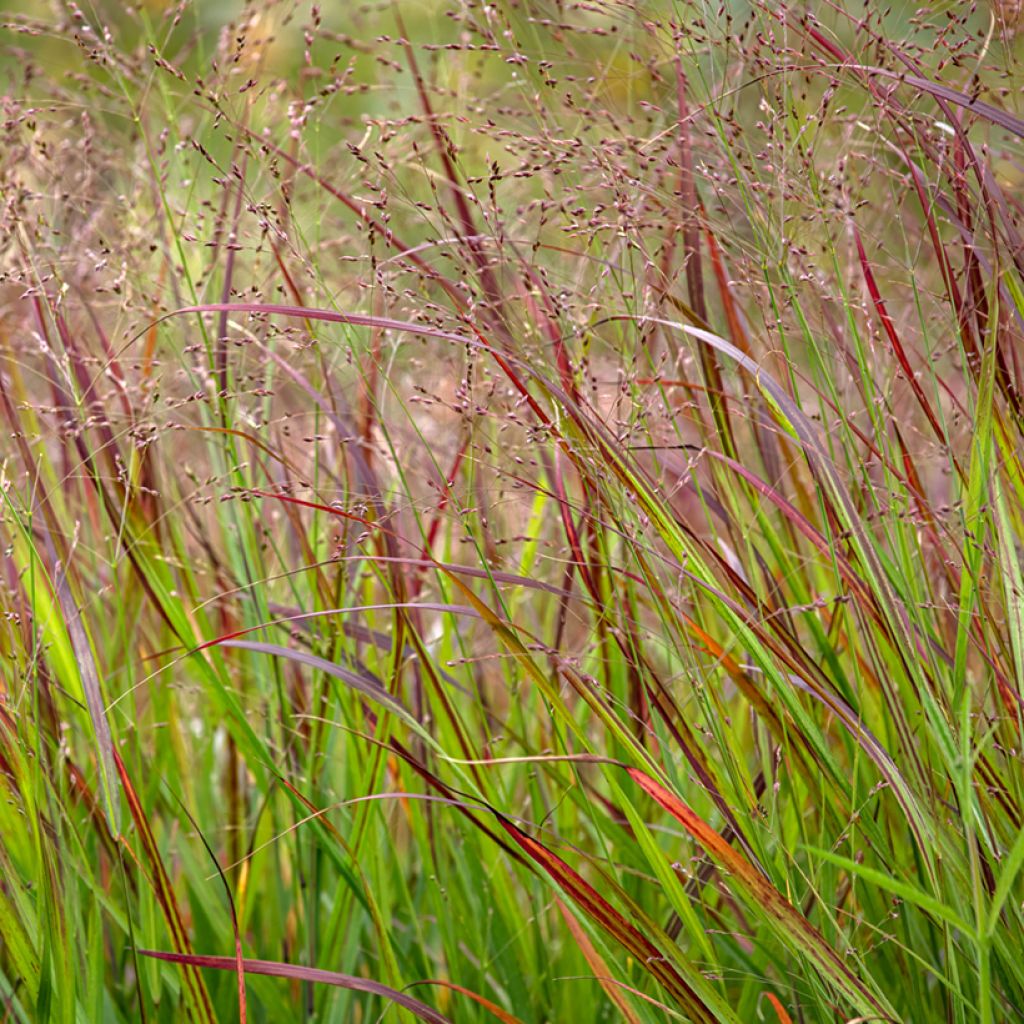 Panicum virgatum Shenandoah