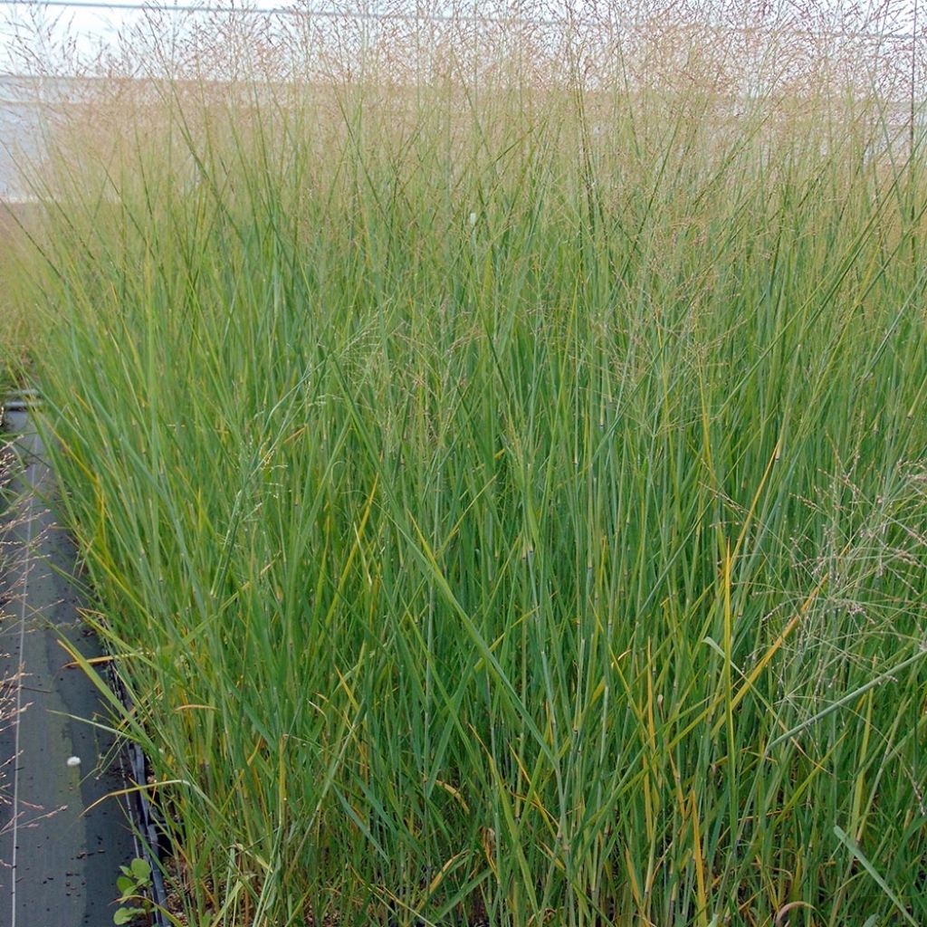 Panic érigé - Panicum virgatum Cloud Nine