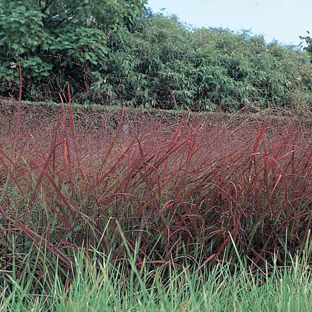 Panicum virgatum Rotstrahlbusch