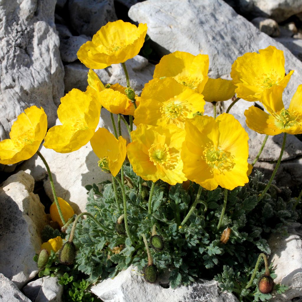 Pavot des Alpes - Papaver alpinum