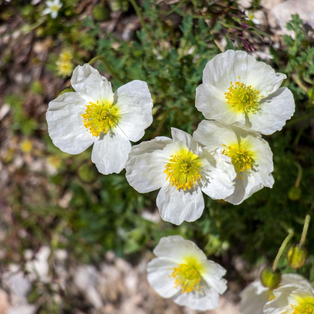 Pavot des Alpes - Papaver alpinum