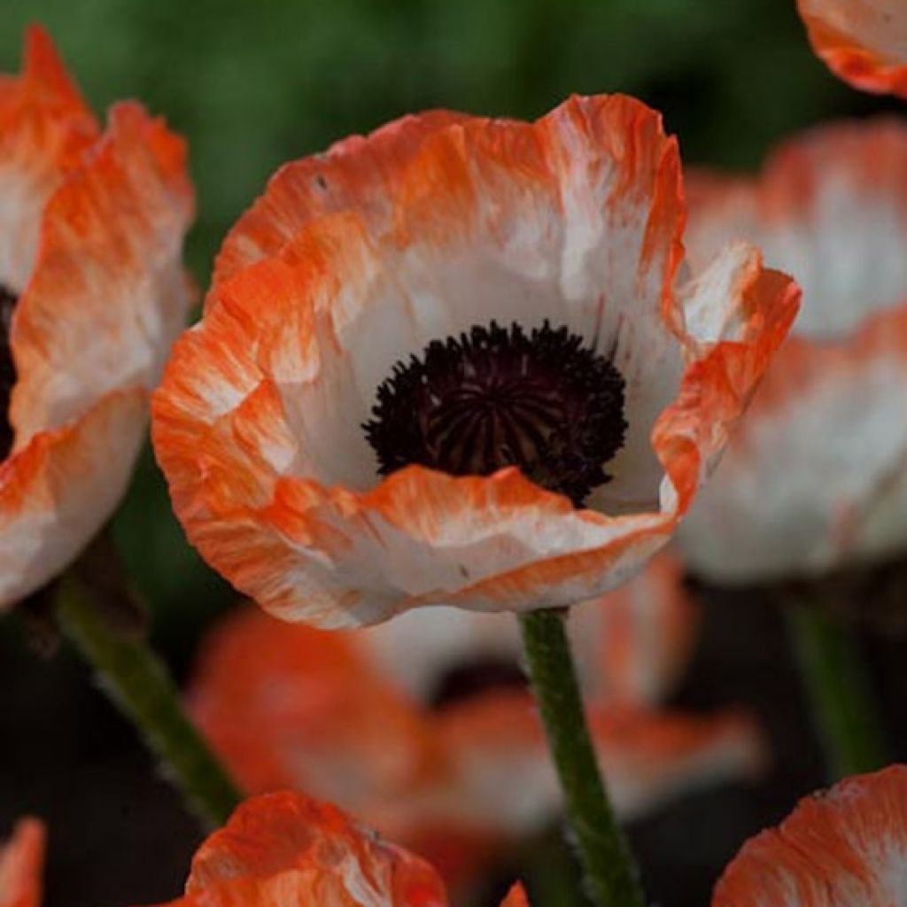 Pavot d'Orient, Papaver orientale Picotee