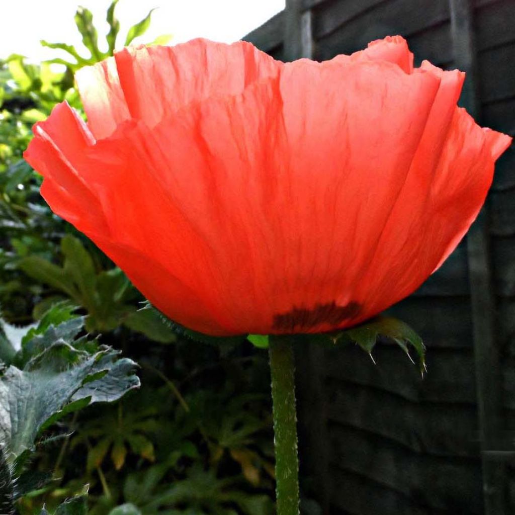 Papaver orientale Allegro