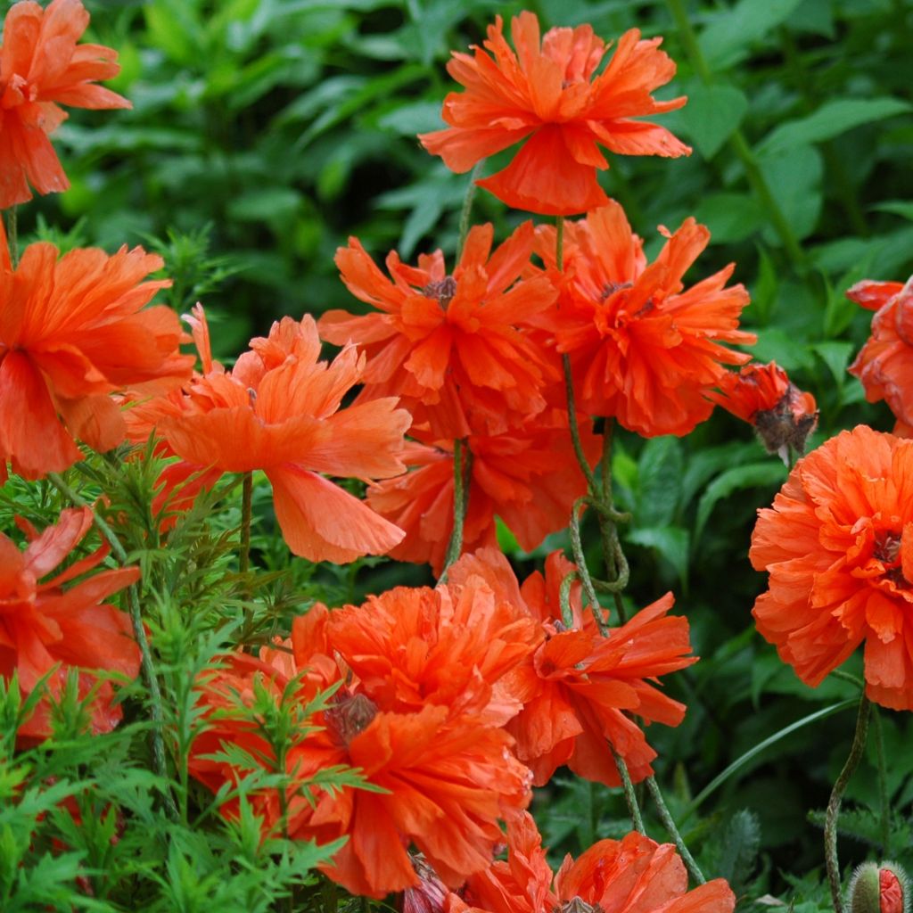 Papaver orientale May Queen